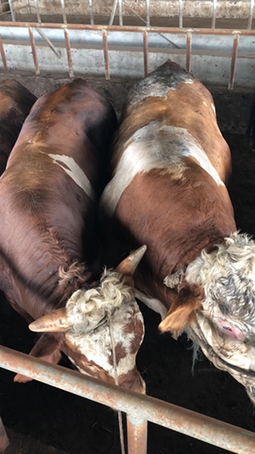 内牛“漫”面!原来,内江牛肉面的精华产自这里(图5) 内牛“漫”面!原来,内江牛肉面的精华产自这里(图5)