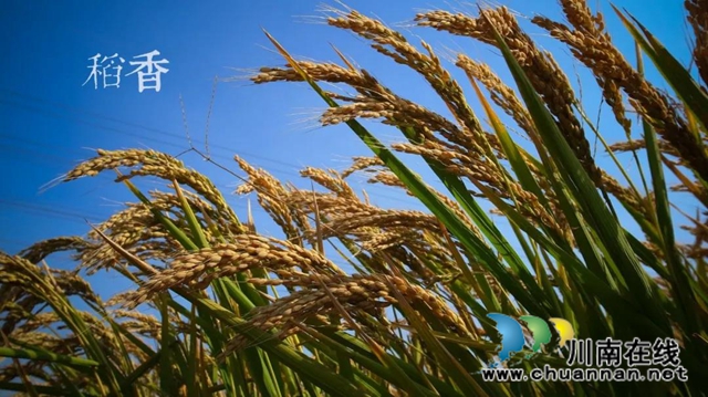 行走在田坎边的白衣天使！(图1)