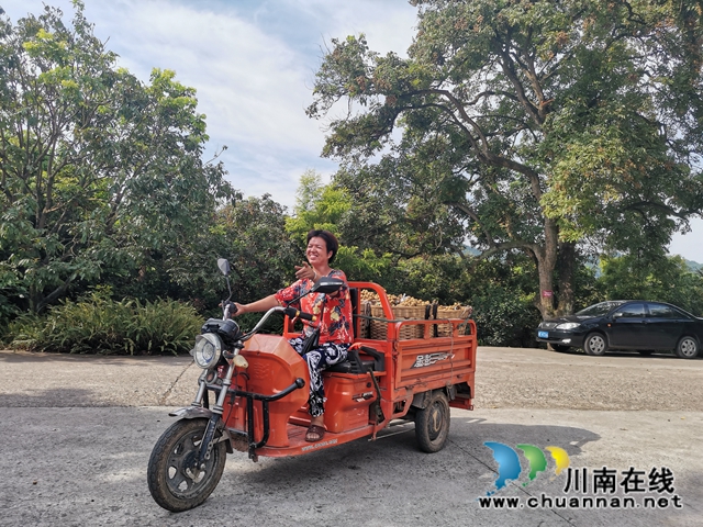 线上线下齐发力 泸县太伏镇永利村龙眼成“绿色银行”(图2) 线上线下齐发力 泸县太伏镇永利村龙眼成“绿色银行”(图2)