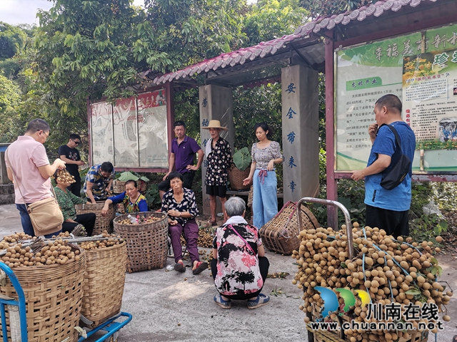 线上线下齐发力 泸县太伏镇永利村龙眼成“绿色银行”(图5) 线上线下齐发力 泸县太伏镇永利村龙眼成“绿色银行”(图5)