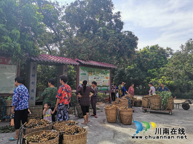 线上线下齐发力 泸县太伏镇永利村龙眼成“绿色银行”(图3) 线上线下齐发力 泸县太伏镇永利村龙眼成“绿色银行”(图3)