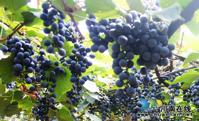 宜宾:三大试点探索扶贫攻坚“叙州样本”(图3) 宜宾:三大试点探索扶贫攻坚“叙州样本”(图3)