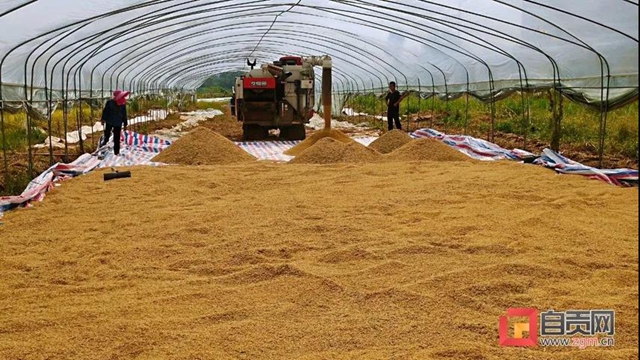 老百姓关心的“菜篮子”"米袋子"情况怎样？自贡官方发布一组数据