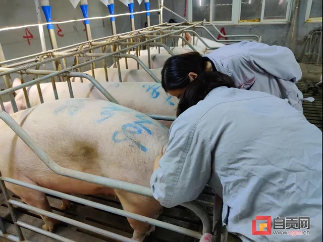 老百姓关心的“菜篮子”"米袋子"情况怎样?自贡官方发布一组数据(图3) 老百姓关心的“菜篮子”"米袋子"情况怎样?自贡官方发布一组数据(图3)