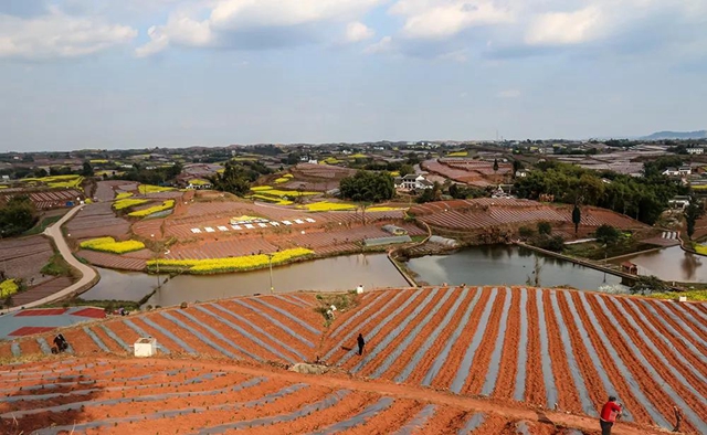 老百姓关心的“菜篮子”"米袋子"情况怎样?自贡官方发布一组数据(图5) 老百姓关心的“菜篮子”"米袋子"情况怎样?自贡官方发布一组数据(图5)