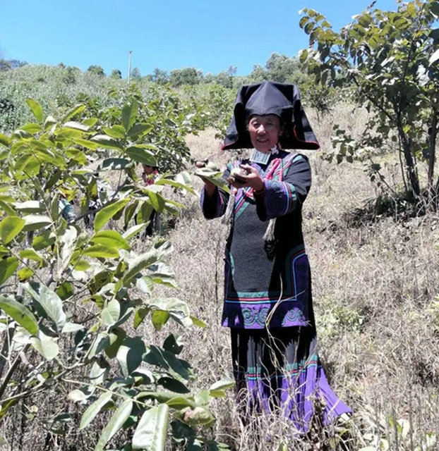 一封倡议书发出后,马鹿村的核桃火了!(图6) 一封倡议书发出后,马鹿村的核桃火了!(图6)