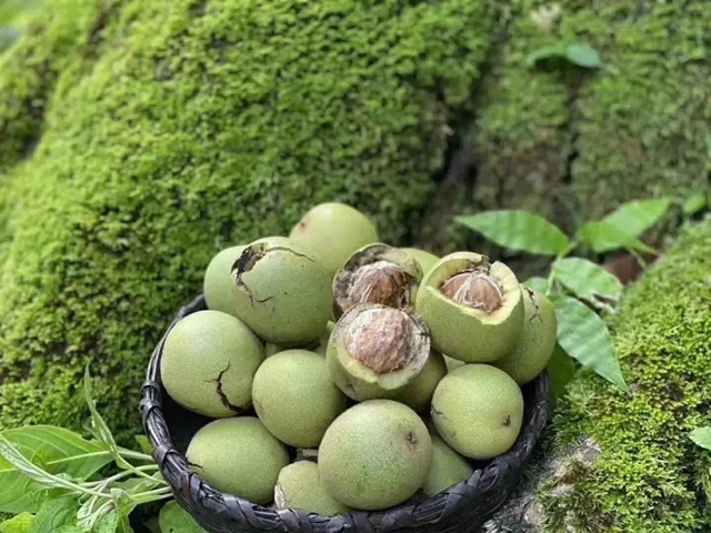 一封倡议书发出后,马鹿村的核桃火了!(图7) 一封倡议书发出后,马鹿村的核桃火了!(图7)