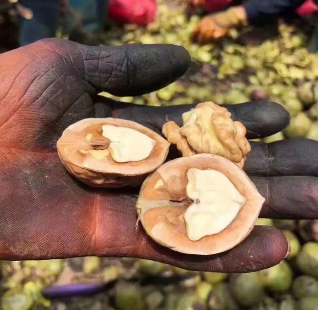 一封倡议书发出后,马鹿村的核桃火了!(图9) 一封倡议书发出后,马鹿村的核桃火了!(图9)