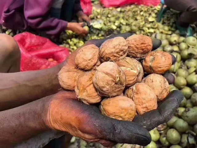 一封倡议书发出后,马鹿村的核桃火了!(图8) 一封倡议书发出后,马鹿村的核桃火了!(图8)