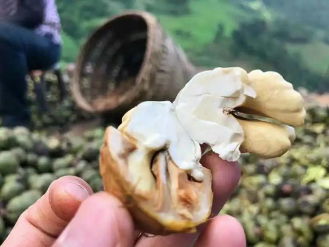 一封倡议书发出后,马鹿村的核桃火了!(图19) 一封倡议书发出后,马鹿村的核桃火了!(图19)