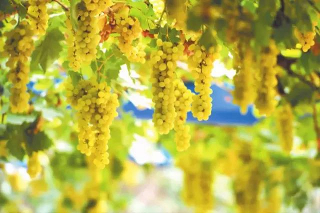 【白露】今日起，这些水果不能再吃了！(图4)