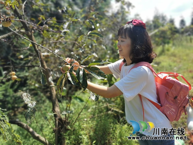 纳溪法院：“一站式”精准扶贫  脱贫户“柿柿”如意(图7)