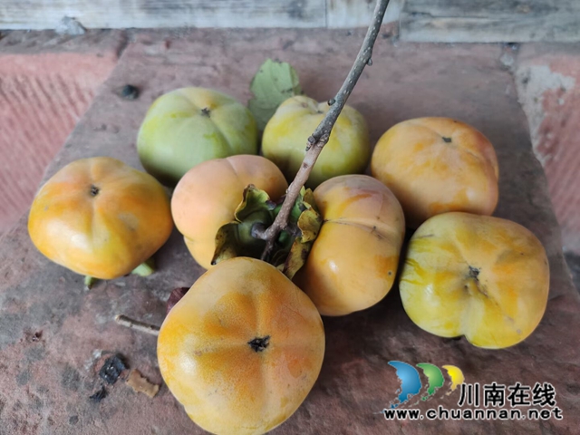 纳溪法院：“一站式”精准扶贫  脱贫户“柿柿”如意(图13)