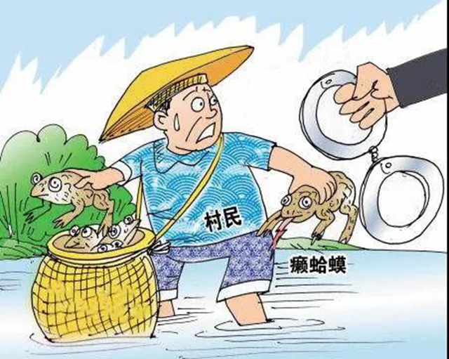 泸州两村民逮癞蛤蟆被判刑!法官:癞蛤蟆不是你想逮就能逮的(图4) 泸州两村民逮癞蛤蟆被判刑!法官:癞蛤蟆不是你想逮就能逮的(图4)