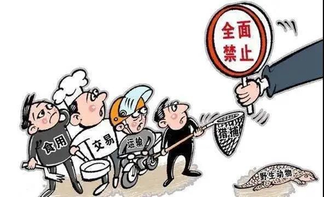 泸州两村民逮癞蛤蟆被判刑!法官:癞蛤蟆不是你想逮就能逮的(图6) 泸州两村民逮癞蛤蟆被判刑!法官:癞蛤蟆不是你想逮就能逮的(图6)