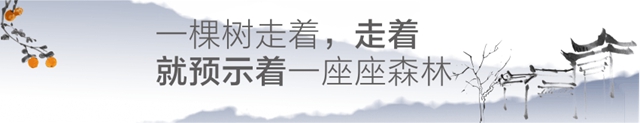 教师节特稿┃徐潋：一棵树走着、走着，就预示着一座座森林(图5)