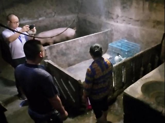 1500余斤！宜宾集中销毁一批未经检疫和检验猪肉(图4)