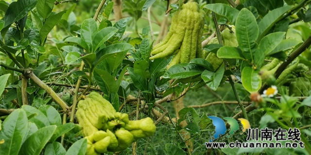 关注特色风土人情 江苏卫视《从长江的尽头回家》节目组来合江踩点(图7)