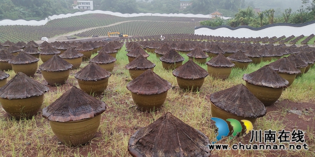 关注特色风土人情 江苏卫视《从长江的尽头回家》节目组来合江踩点(图6)
