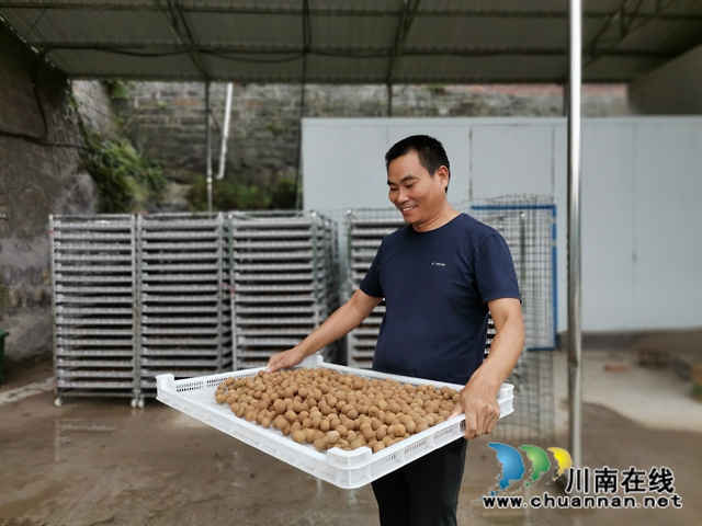 电商鲜销十龙眼烘干 泸县牛滩镇新嘉村延伸龙眼产业链助农脱贫增收(图2) 电商鲜销十龙眼烘干 泸县牛滩镇新嘉村延伸龙眼产业链助农脱贫增收(图2)