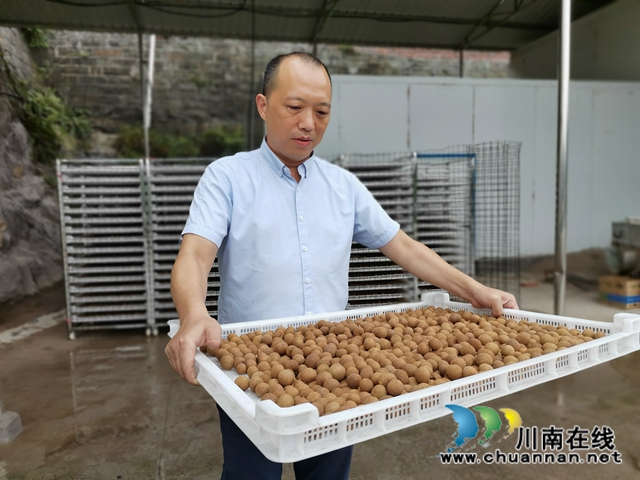 电商鲜销十龙眼烘干 泸县牛滩镇新嘉村延伸龙眼产业链助农脱贫增收(图6) 电商鲜销十龙眼烘干 泸县牛滩镇新嘉村延伸龙眼产业链助农脱贫增收(图6)