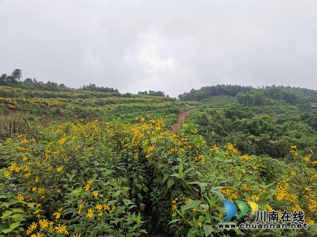 泸县牛滩镇新嘉村：菊芋花开脱贫路(图4)