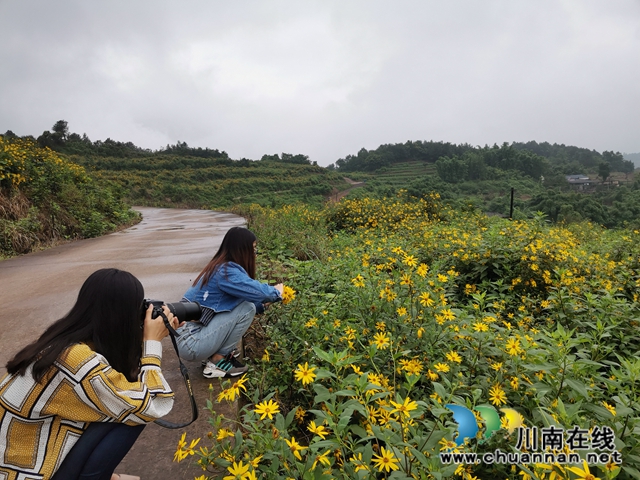 泸县牛滩镇新嘉村：菊芋花开脱贫路(图2)