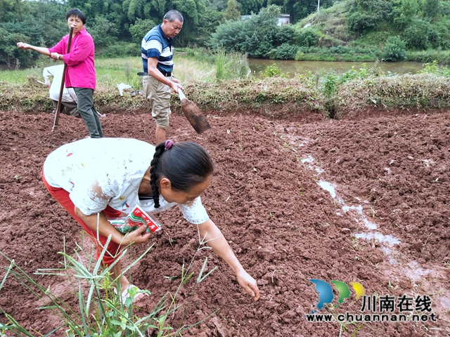 泸县太伏镇大力发展荷兰豆种植助力脱贫攻坚(图4)