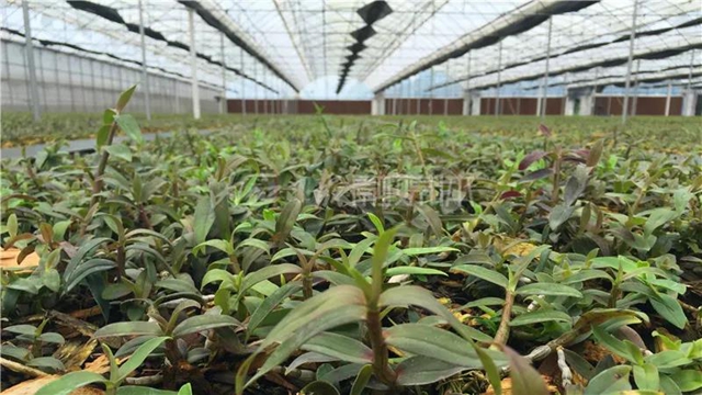 厉害！这项技术，内江做到了全国领先(图7)