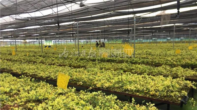 厉害！这项技术，内江做到了全国领先(图8)