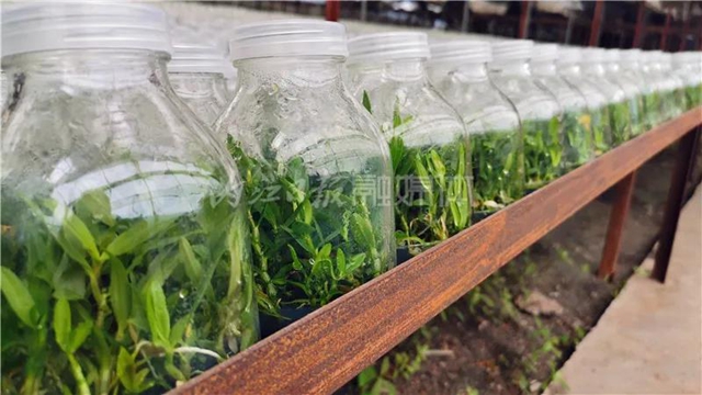 厉害！这项技术，内江做到了全国领先(图3)