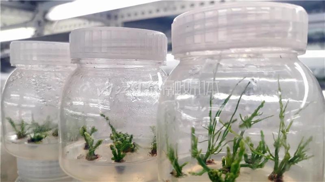 厉害！这项技术，内江做到了全国领先(图5)