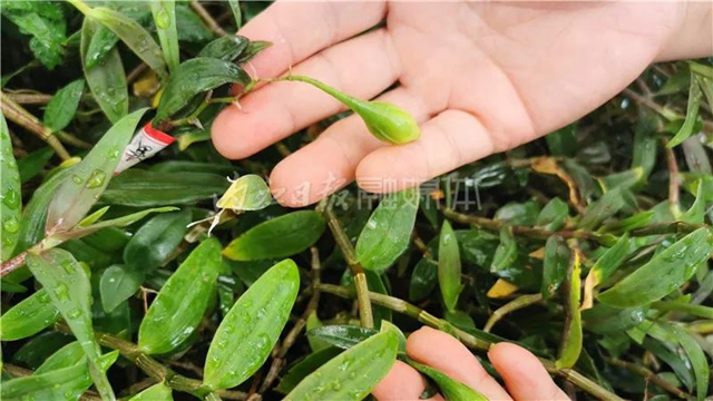 厉害！这项技术，内江做到了全国领先(图10)