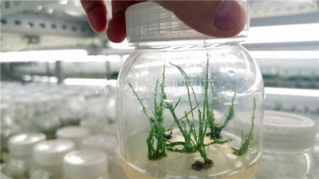 厉害！这项技术，内江做到了全国领先(图13)