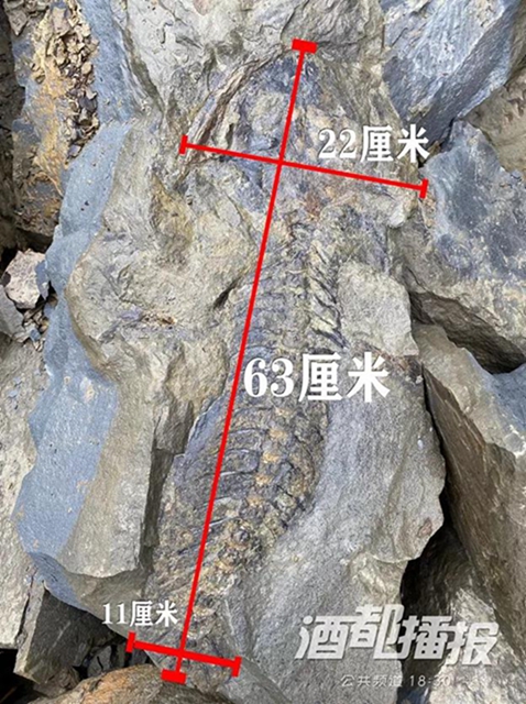 稀奇！宜宾发现2亿年前的生物化石？专家这样说……(图2)