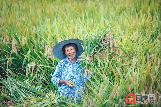 丰收啦!被这组盐都农民的笑脸暖化(图3) 丰收啦!被这组盐都农民的笑脸暖化(图3)