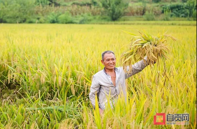 丰收啦!被这组盐都农民的笑脸暖化(图2) 丰收啦!被这组盐都农民的笑脸暖化(图2)