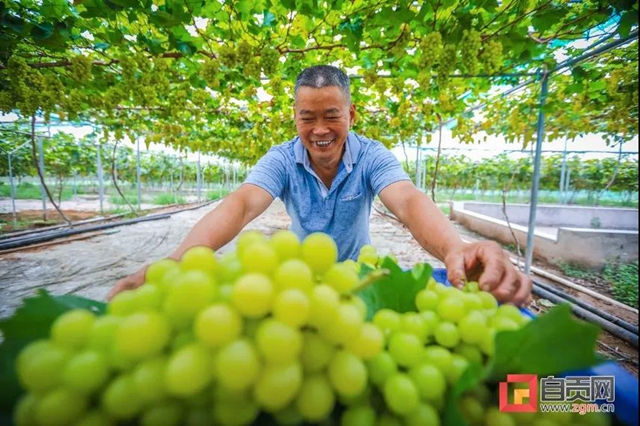 丰收啦!被这组盐都农民的笑脸暖化(图11) 丰收啦!被这组盐都农民的笑脸暖化(图11)