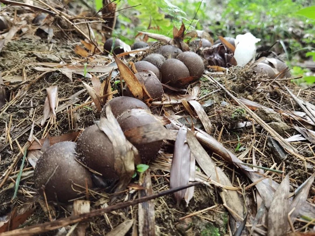 美滋滋!泸州肥儿粉/肖鸭子/麻辣鸡/毕阿婆…在一家店就能买到!(图2) 美滋滋!泸州肥儿粉/肖鸭子/麻辣鸡/毕阿婆…在一家店就能买到!(图2)