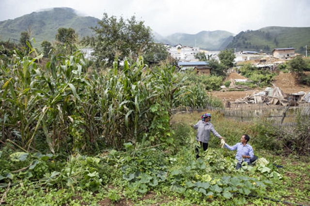 最后的收割(图2)