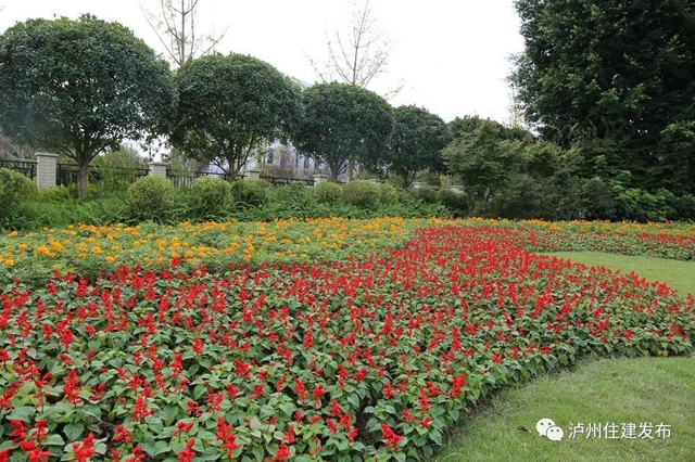 “仪式感”爆棚 | 85万盆鲜花扮靓酒城(图2)