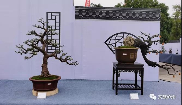 方寸展苍劲 盆中揽风华！泸州市金秋盆景展开展(图2)