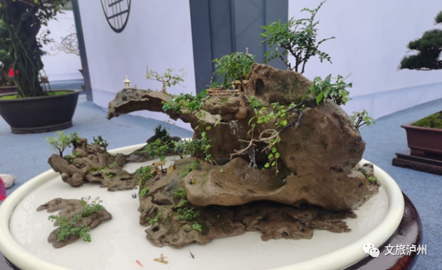方寸展苍劲 盆中揽风华！泸州市金秋盆景展开展(图4)