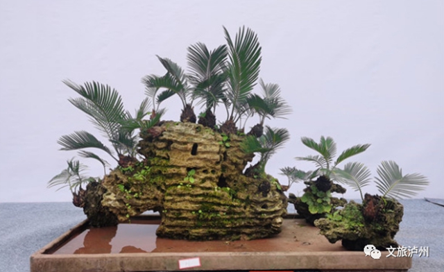 方寸展苍劲 盆中揽风华！泸州市金秋盆景展开展(图5)