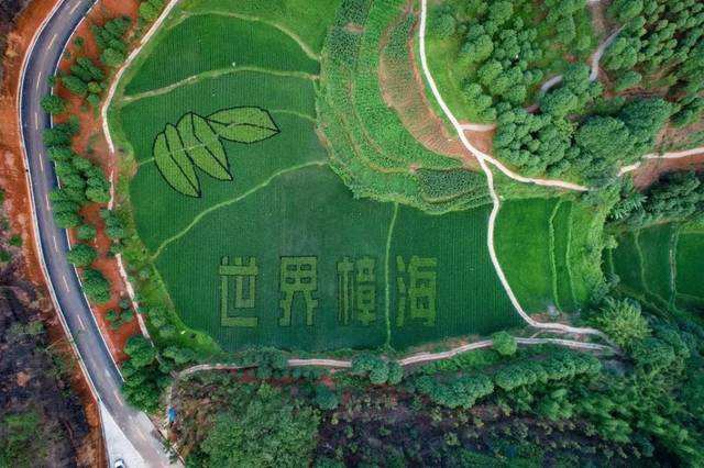 促进油樟产业高质量发展，宜宾这样打算！(图3)