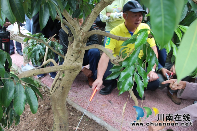 国家荔枝龙眼产业技术体系首席专家陈厚彬到园区实地培训荔枝管护技术(图4)