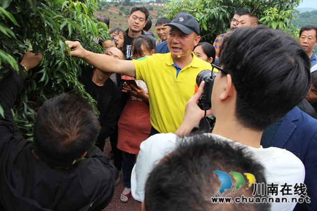 国家荔枝龙眼产业技术体系首席专家陈厚彬到园区实地培训荔枝管护技术(图3)