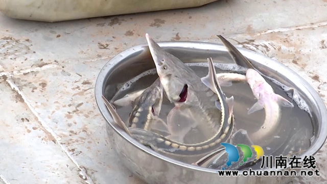 惊喜！合江县赤水河流域发现40多条长江鲟！