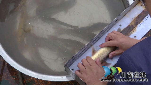 惊喜！合江县赤水河流域发现40多条长江鲟！(图3)