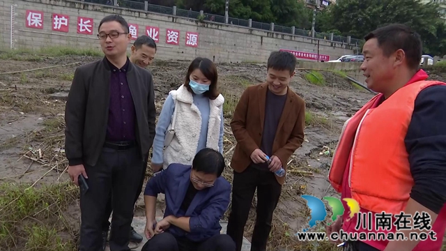 惊喜！合江县赤水河流域发现40多条长江鲟！(图5)